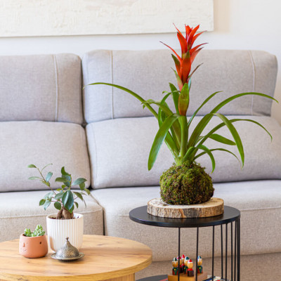 Comprar Kokedama Guzmania Barcelona