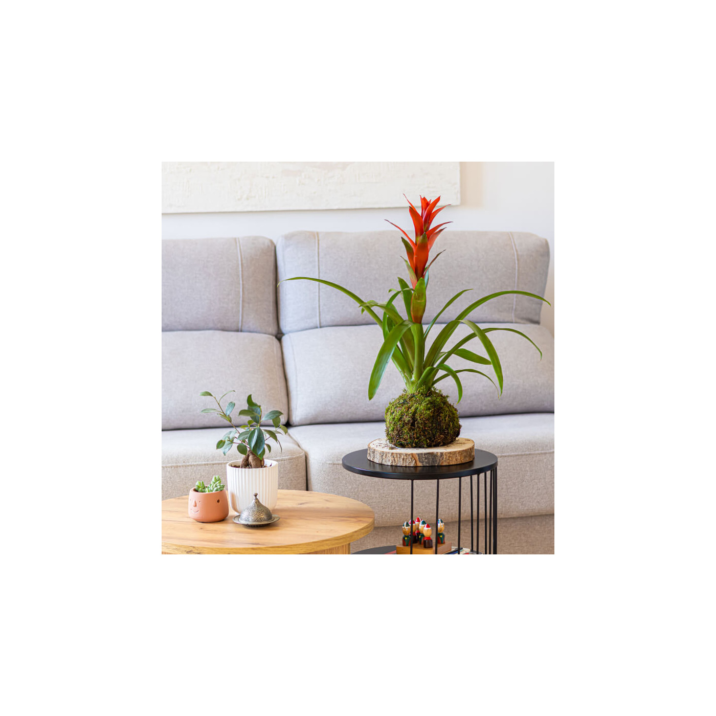 Comprar Kokedama Guzmania Barcelona