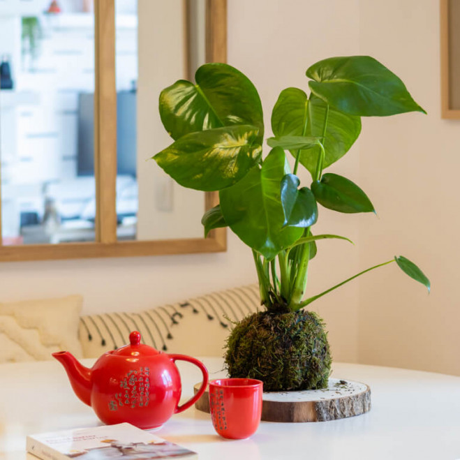Comprar Kokedama monstera Barcelona Comprar Kokedama monstera Barcelona