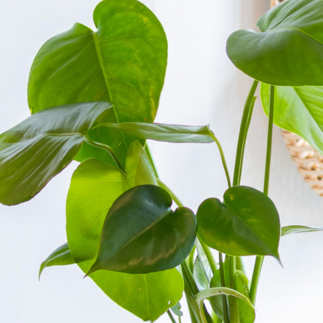 Comprar Kokedama monstera Barcelona Comprar Kokedama monstera Barcelona