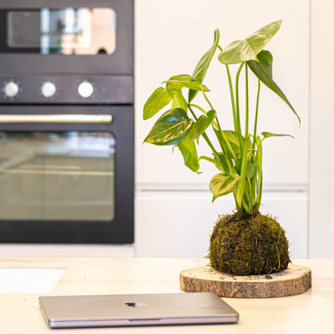 Comprar Kokedama monstera Barcelona Comprar Kokedama monstera Barcelona