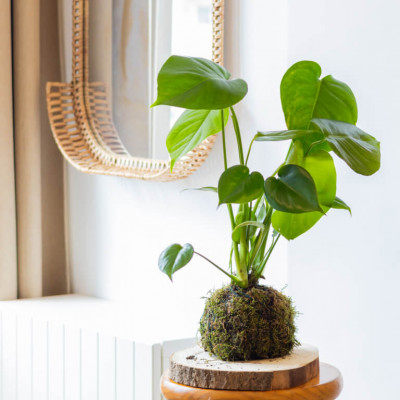 Comprar Kokedama monstera Barcelona