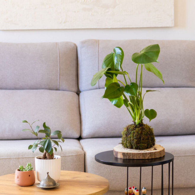 Comprar Kokedama monstera Barcelona Comprar Kokedama monstera Barcelona