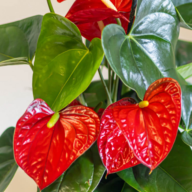 Comprar Kokedama anthurium rojo Barcelona Comprar Kokedama anthurium rojo Barcelona