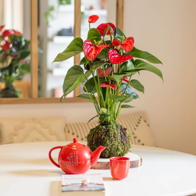 Comprar Kokedama anthurium rojo Barcelona Comprar Kokedama anthurium rojo Barcelona