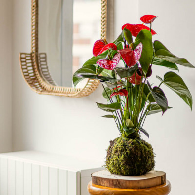 Comprar Kokedama anthurium rojo Barcelona
