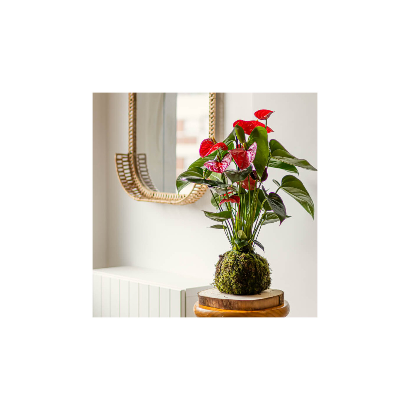 Comprar Kokedama anthurium rojo Barcelona