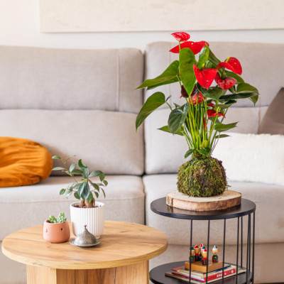 Comprar Kokedama anthurium rojo Barcelona