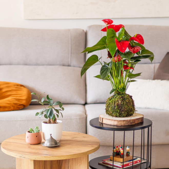 Comprar Kokedama anthurium rojo Barcelona Comprar Kokedama anthurium rojo Barcelona