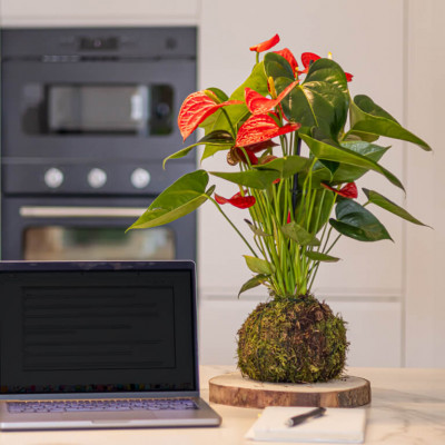 Comprar Kokedama anthurium rojo Barcelona