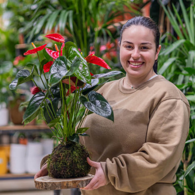 Comprar Kokedama anthurium rojo Barcelona