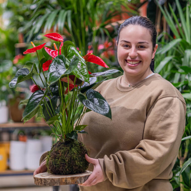 Comprar Kokedama anthurium rojo Barcelona Comprar Kokedama anthurium rojo Barcelona