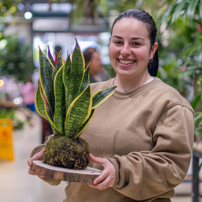 Comprar Kokedama sansiviera Barcelona
