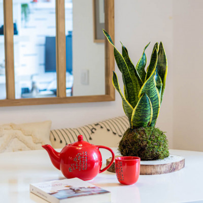 Comprar Kokedama sansiviera Barcelona