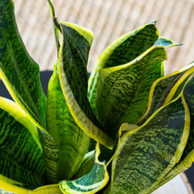 Comprar Kokedama sansiviera Barcelona