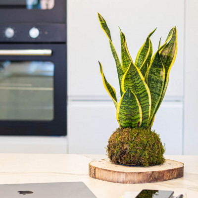 Comprar Kokedama sansiviera Barcelona