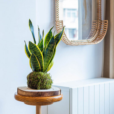 Comprar Kokedama sansiviera Barcelona