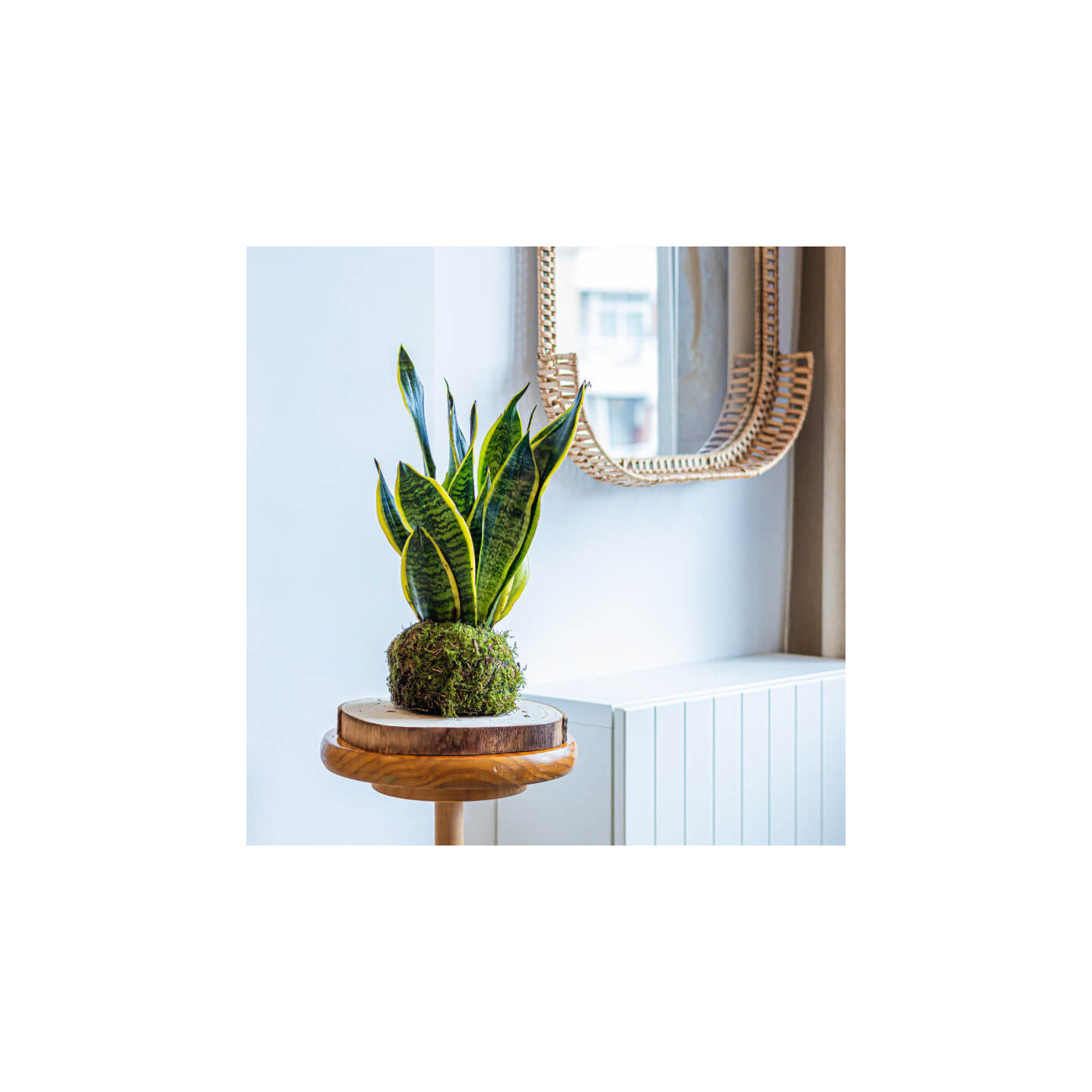 Comprar Kokedama sansiviera Barcelona
