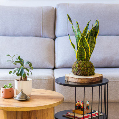 Comprar Kokedama sansiviera Barcelona