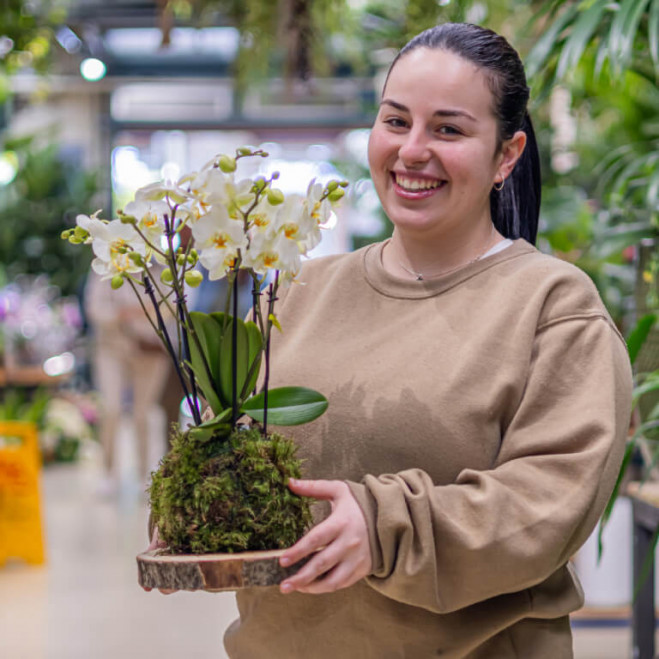 Comprar Kokedama mini phaleanopsis Barcelona Comprar Kokedama mini phaleanopsis Barcelona