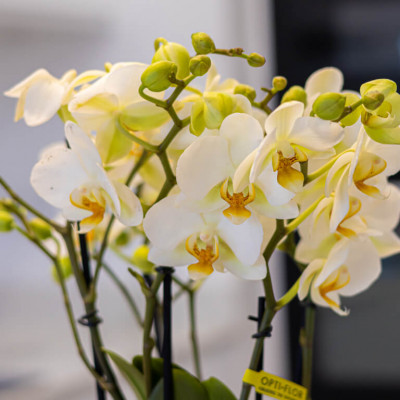 Comprar Kokedama mini phaleanopsis Barcelona