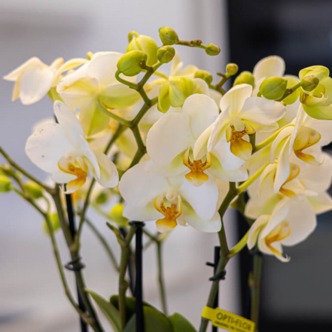 Comprar Kokedama mini phaleanopsis Barcelona Comprar Kokedama mini phaleanopsis Barcelona