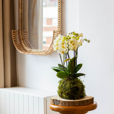 Comprar Kokedama mini phaleanopsis Barcelona
