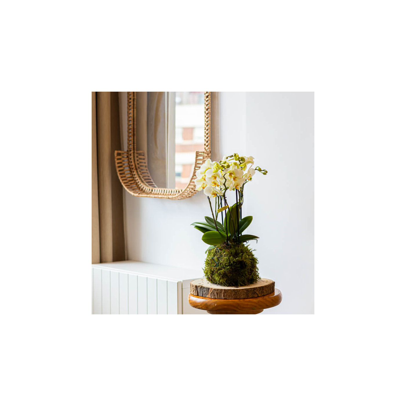 Comprar Kokedama mini phaleanopsis Barcelona