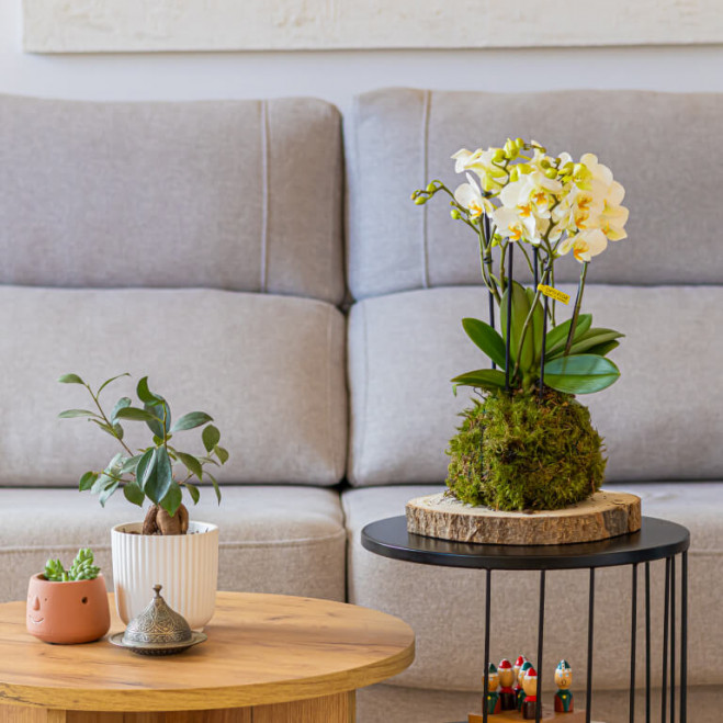 Comprar Kokedama mini phaleanopsis Barcelona Comprar Kokedama mini phaleanopsis Barcelona