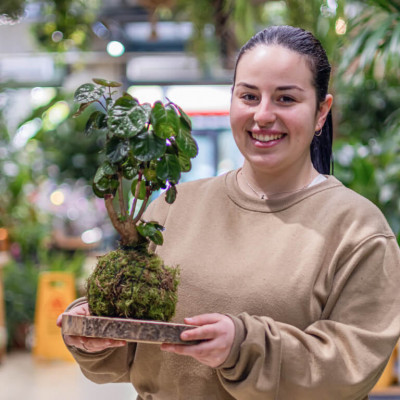 Comprar Kokedama Polyscia Barcelona