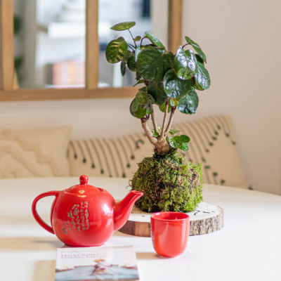 Comprar Kokedama Polyscia Barcelona