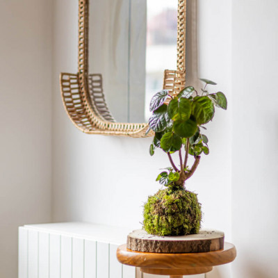 Comprar Kokedama Polyscia Barcelona
