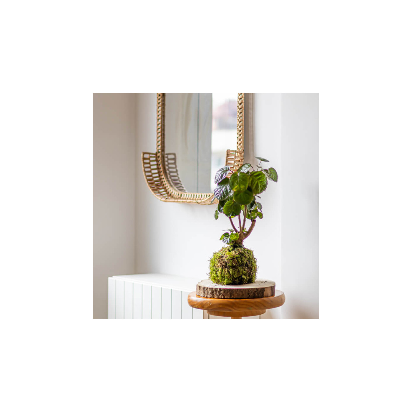 Comprar Kokedama Polyscia Barcelona