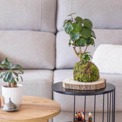 Comprar Kokedama Polyscia Barcelona