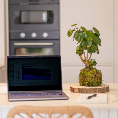 Comprar Kokedama Polyscia Barcelona