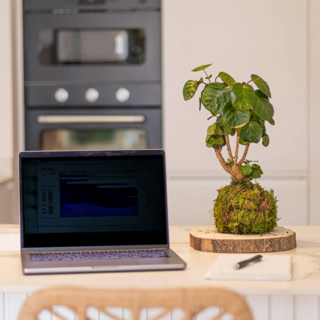 Comprar Kokedama Polyscia Barcelona