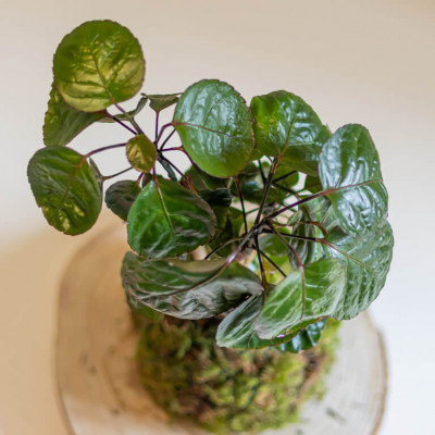 Comprar Kokedama Polyscia Barcelona