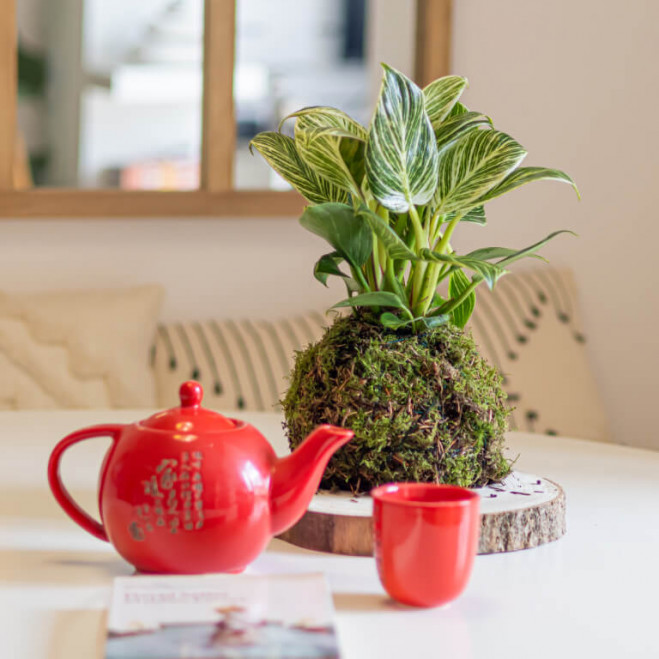 Comprar Kokedama Philodendro white Barcelona Comprar Kokedama Philodendro white Barcelona