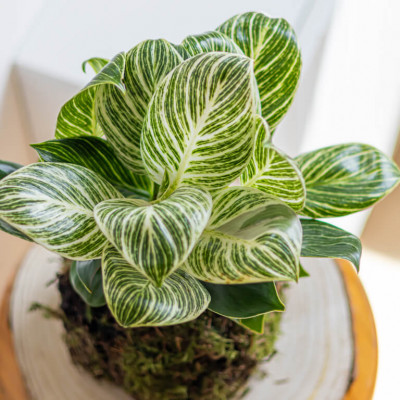 Comprar Kokedama Philodendro white Barcelona