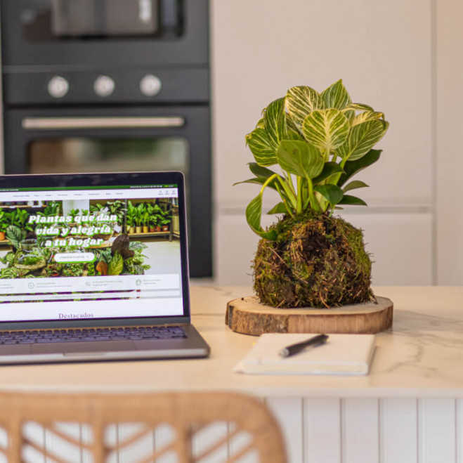 Comprar Kokedama Philodendro white Barcelona Comprar Kokedama Philodendro white Barcelona
