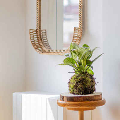 Comprar Kokedama Philodendro white Barcelona