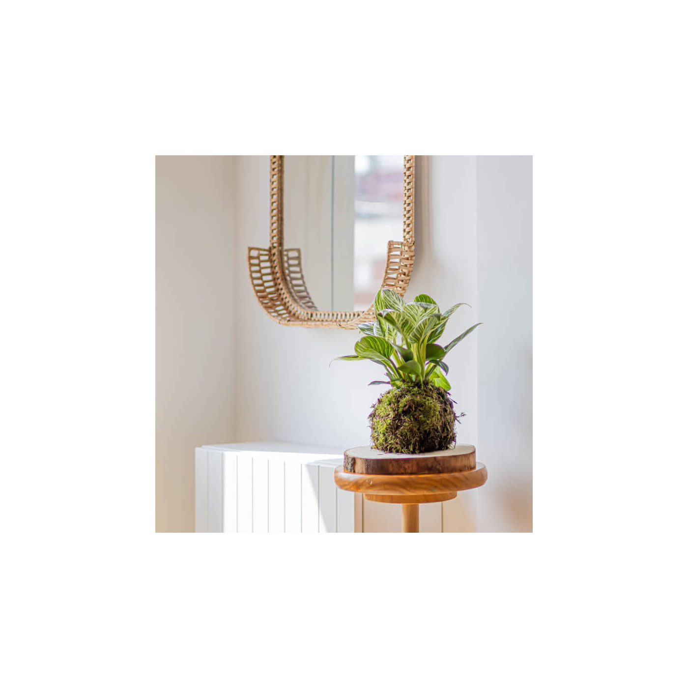 Comprar Kokedama Philodendro white Barcelona