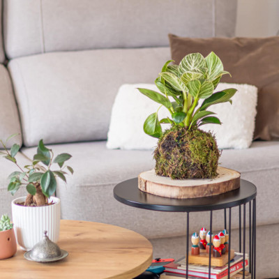 Comprar Kokedama Philodendro white Barcelona