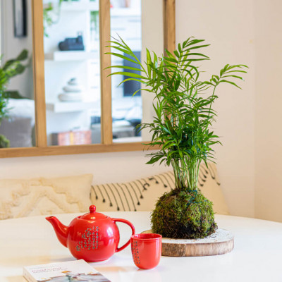 Comprar Kokedama Chamadorea Barcelona