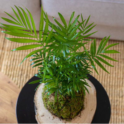 Comprar Kokedama Chamadorea Barcelona