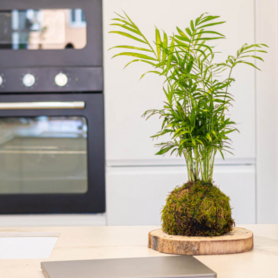 Comprar Kokedama Chamadorea Barcelona