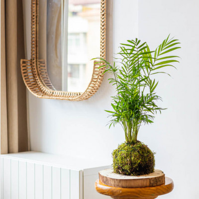 Comprar Kokedama Chamadorea Barcelona