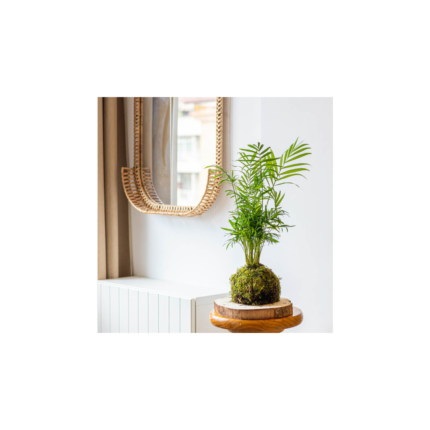Comprar Kokedama Chamadorea Barcelona