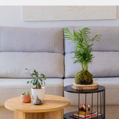 Comprar Kokedama Chamadorea Barcelona