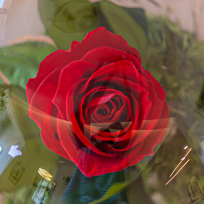 Comprar Cúpula de cristal con rosa liofilitzada en kokedama Barcelona